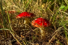 DieWaser